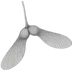 Wingseed Wingseed
